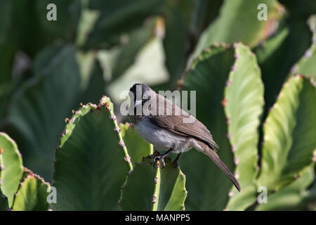 Cape Bulbul (Pycnonotus capensis), Debre Libanos, Äthiopien Stockfoto