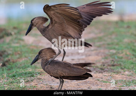 Hamerkops (Scopus umbretta), See Zway, Äthiopien Stockfoto