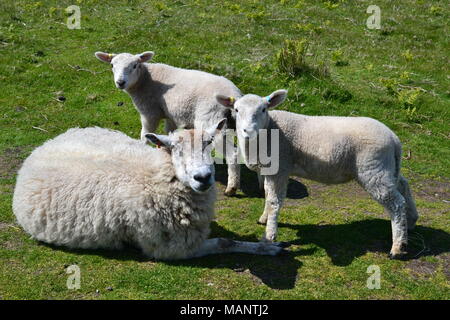 Schafe und Lämmer auf Lundy Island, Devon, Großbritannien Stockfoto