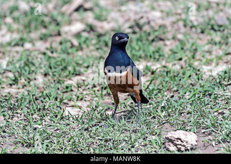 Ausgezeichnete Starling (Lamprotornis superbus), Äthiopien Stockfoto