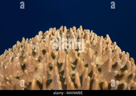 Weichkorallen - Leder Korallen Sinularia gibberosa) Stockfoto