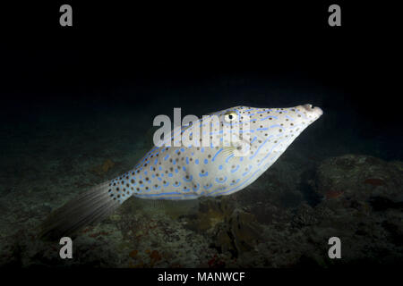 Scrawled Filefish (Aluterus skriptingunterbrechung) in der Nacht Stockfoto