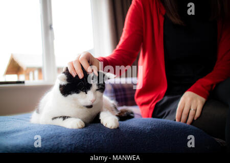 Ein grumpy Katze streichelte auf dem Sofa, Stockfoto