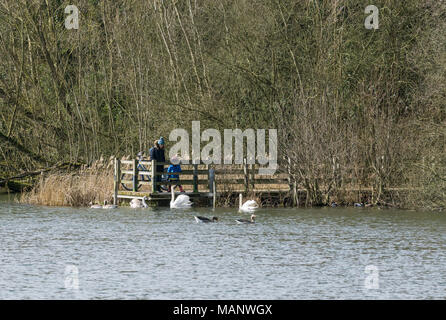 Leute, die stummen Schwäne auf dem See von Jetty Stockfoto