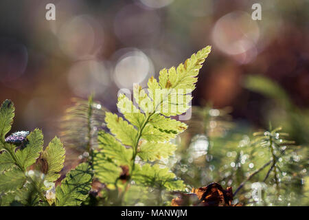 Sunlit Farn, Adlerfarn, bokeh Hintergrund, Waldboden Stockfoto