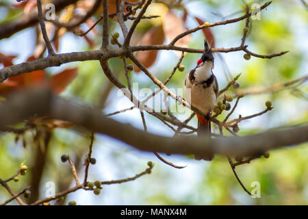 Rot-whiskered Bulbul thront auf einem Baum in der Wärme des Indian Summer Stockfoto