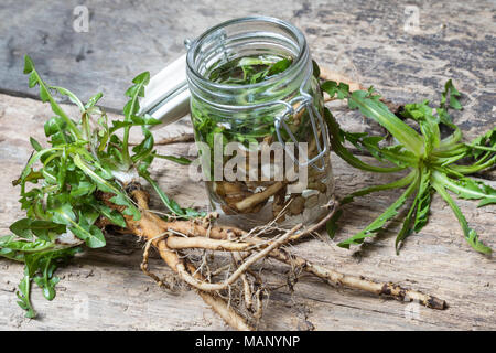 Löwenzahn-Tinktur, Löwenzahntinktur, Wurzeln, Löwenzahn-Wurzel, Löwenzahn-Wurzeln, Löwenzahnwurzel, Löwenzahnwurzeln, Wiesen-Löwenzahn, Radix Taraxaci Stockfoto