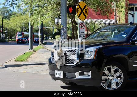 Longhorn Kuh Schädel Verzierung auf der vorderen Grill eines GMC Black Auto in Houston, Texas, USA Stockfoto
