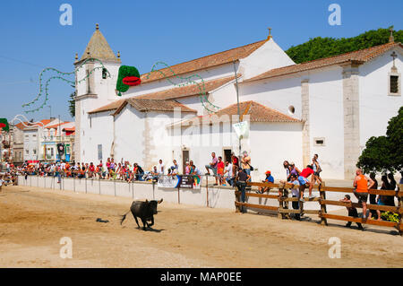 Traditionellen Betrieb der wilde Stiere durch die "Campinos", während der Festlichkeiten Barrete Verde (grüne Kappe). Alcochete, Portugal Stockfoto