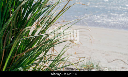 Grasbüschel am Strand an der Lagune Stockfoto