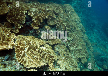 Schöne Weichkorallen in der Ceram Meer, Misool, West Papua, Indonesien Stockfoto