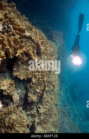 Schöne Weichkorallen in der Ceram Meer, Misool, West Papua, Indonesien Stockfoto