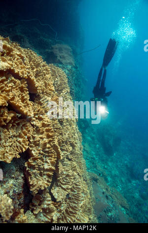 Schöne Weichkorallen in der Ceram Meer, Misool, West Papua, Indonesien Stockfoto