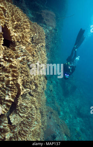 Schöne Weichkorallen in der Ceram Meer, Misool, West Papua, Indonesien Stockfoto