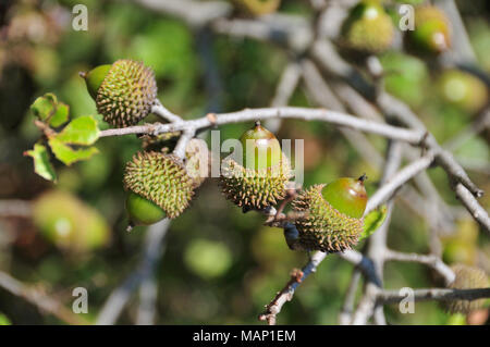 Quercus coccifera Obst (Eiche). Parque Natural da Arrábida. Portugal Stockfoto