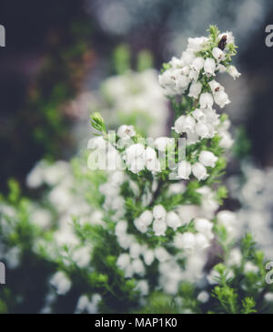 Zerbrechliche kleine Erica Blumen im Frühling Blumen Vintage und Retro Stil Stockfoto