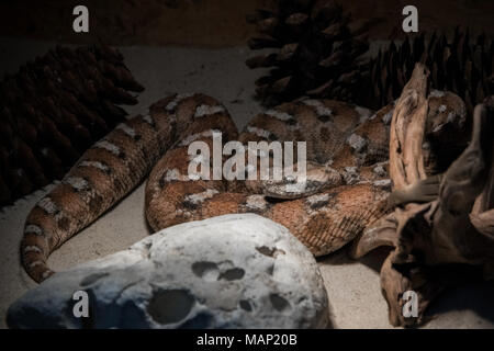 Macrovipera lebetina - giftige Viper Arten im Terrarium Stockfoto