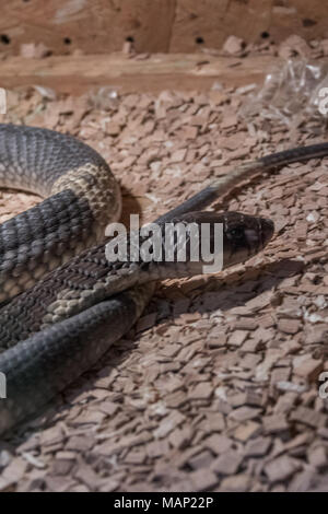 Snouted Kobra (Naja annulifera), auch genannt - Gebänderte ägyptische Kobra, hoch giftige Arten mit neurotoxischen Gift im Terrarium Stockfoto