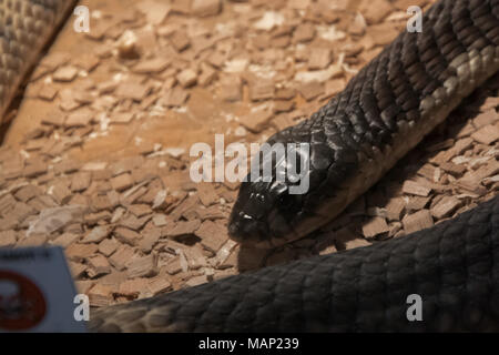 Snouted Kobra (Naja annulifera), auch genannt - Gebänderte ägyptische Kobra, hoch giftige Arten mit neurotoxischen Gift im Terrarium Stockfoto
