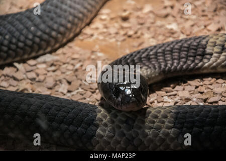 Snouted Kobra (Naja annulifera), auch genannt - Gebänderte ägyptische Kobra, hoch giftige Arten mit neurotoxischen Gift im Terrarium Stockfoto