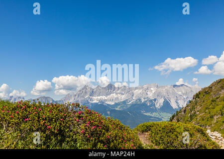 Blume Alpenrose am Berg Reiteralm und der entfernten Bergkette Dachstein in den österreichischen Alpen Stockfoto
