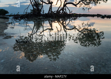 Holz im Meer Wasser wider. Die Sonne scheint durch die Mangroven die Wurzeln der Mangroven Meer erosion Mangrove Tree Stockfoto