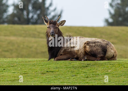 Ein Elch mit kleinen Geweih legt im Gras in der Nähe von Troy, Michigan. Stockfoto