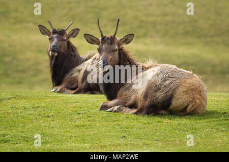 Zwei Elch mit kleinen Hörnern lag im Gras in der Nähe von Troy, Michigan. Stockfoto