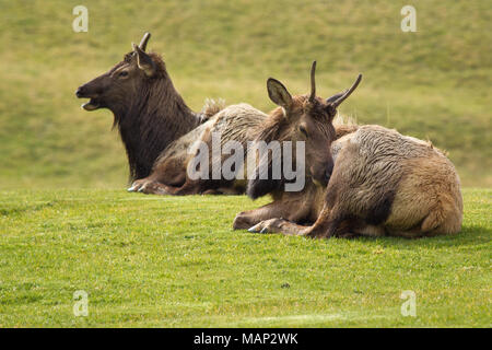 Zwei Elch mit kleinen Hörnern lag im Gras in der Nähe von Troy, Michigan. Stockfoto