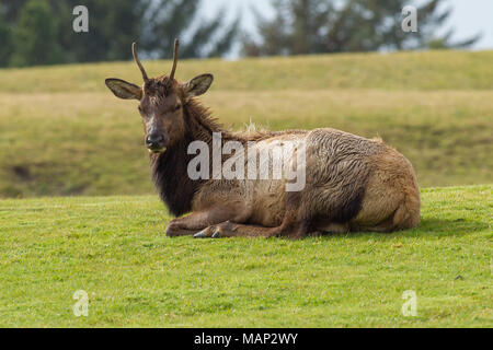 Ein Elch mit kleinen Geweih legt im Gras in der Nähe von Troy, Michigan. Stockfoto