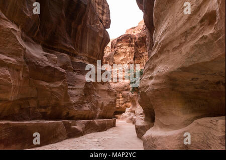 Th Siq ist der wichtigste Eintrag Straße, die zu den Treasary Halle in der archäologischen Stadt Petra, Jordanien führt. Stockfoto