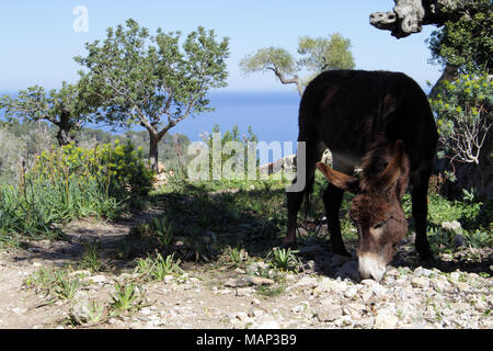 Brauner Esel grasen zwischen den Olivenbäumen auf einem Berg in Mallorca, mit dem Mittelmeer im Hintergrund Stockfoto