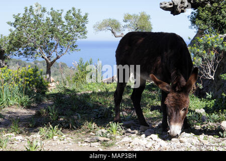 Brauner Esel grasen zwischen den Olivenbäumen auf einem Berg in Mallorca, mit dem Mittelmeer im Hintergrund Stockfoto