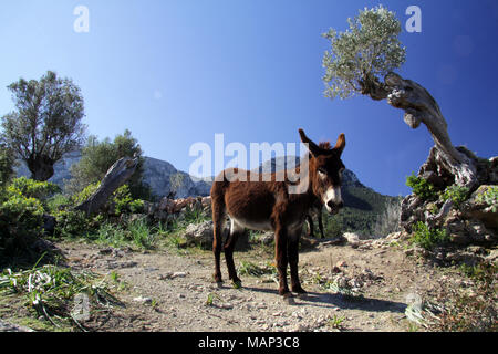 Brauner Esel grasen zwischen den Olivenbäumen auf einem Berg auf Mallorca, mit dem Mittelmeer im Hintergrund Stockfoto