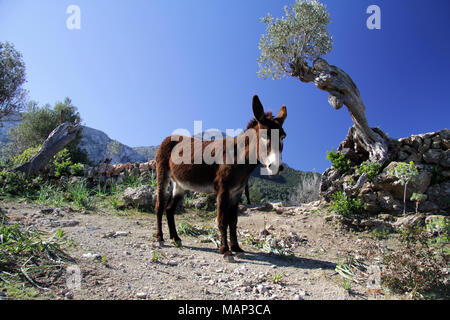 Brauner Esel grasen zwischen den Olivenbäumen auf einem Berg auf Mallorca, mit dem Mittelmeer im Hintergrund Stockfoto