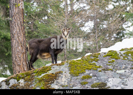 Chamois Jagdhunde Gras in den Schnee. Chamois Spaziergänge im Schnee Stockfoto