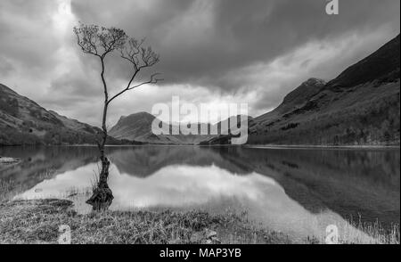Der einsame Baum an buttermere an einem schönen Morgen noch Stockfoto