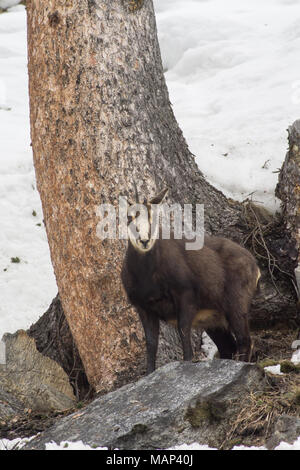 Chamois Jagdhunde Gras in den Schnee. Chamois Spaziergänge im Schnee Stockfoto