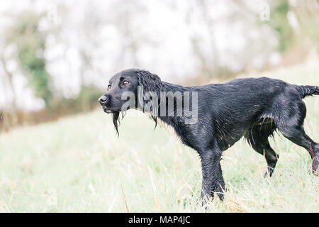 Working Cocker Spaniel hunde Training in der Landschaft, Vereinigtes Königreich Stockfoto