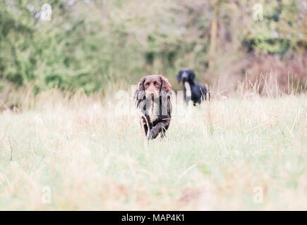 Working Cocker Spaniel hunde Training in der Landschaft, Vereinigtes Königreich Stockfoto