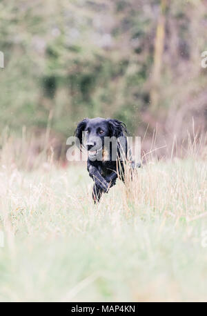 Working Cocker Spaniel hunde Training in der Landschaft, Vereinigtes Königreich Stockfoto