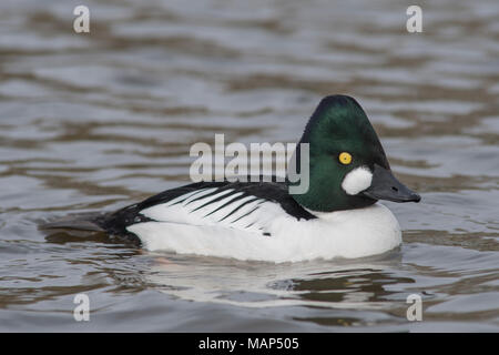 Goldeneye-männlich Stockfoto