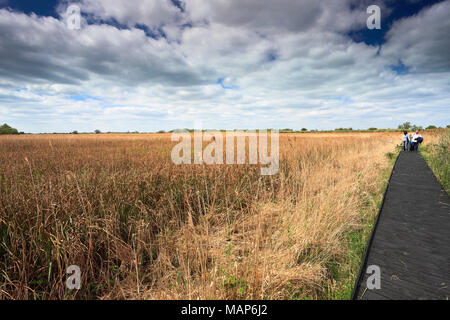 Reedbeds am Wicken Fen Naturschutzgebiet, Cambridgeshire, England, Großbritannien Stockfoto