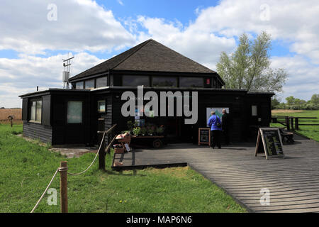 Reedbeds am Wicken Fen Naturschutzgebiet, Cambridgeshire, England, Großbritannien Stockfoto