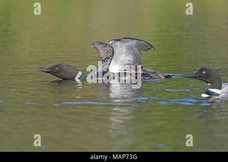 Loon Anzeigen am Canoe Lake in den Kenai Wildlife Refuge in Alaska Stockfoto