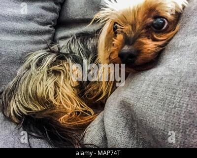 Foto von Yorkshire Terrier zu Hause genommen Stockfoto