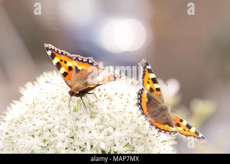 Zwei kleine Fuchs Schmetterlinge (Nymphalis urticae) Land auf einem weißen allium Blume Stockfoto