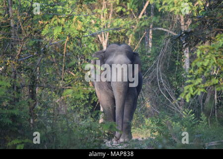 Wild Thai Elephant in Kui Buri Nationalpark Stockfoto