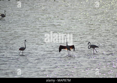 Flamingos in Italien im Wasser aalen Stockfoto