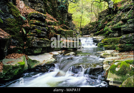 Wasserfälle, Clydach Schlucht, Gwent, Wales Stockfoto